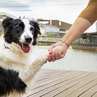 post-dog-friendly.jpg